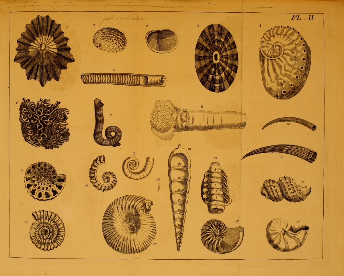 da Costa, Elements of Conchology, Plate II