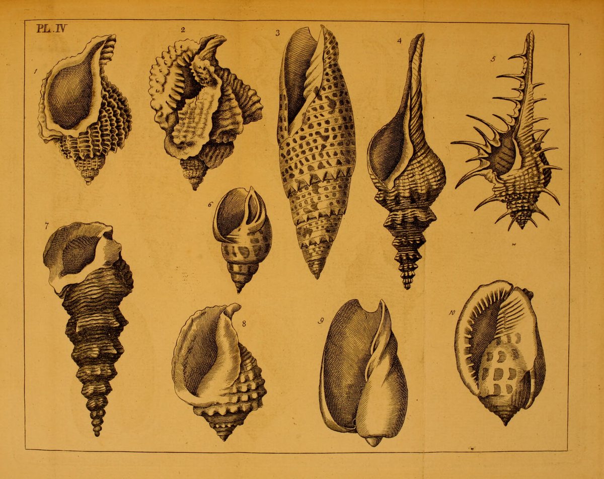 da Costa, Elements of Conchology, Plate IV